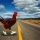 Why The Chicken Crossed the Road